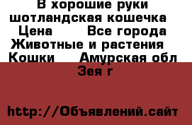 В хорошие руки шотландская кошечка › Цена ­ 7 - Все города Животные и растения » Кошки   . Амурская обл.,Зея г.